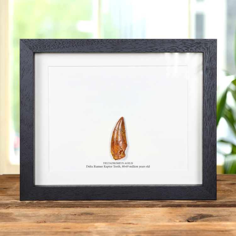 Delta Runner Raptor Dinosaur Tooth Fossil & Illustration in Box Frame (Deltadromeus agilis) #2