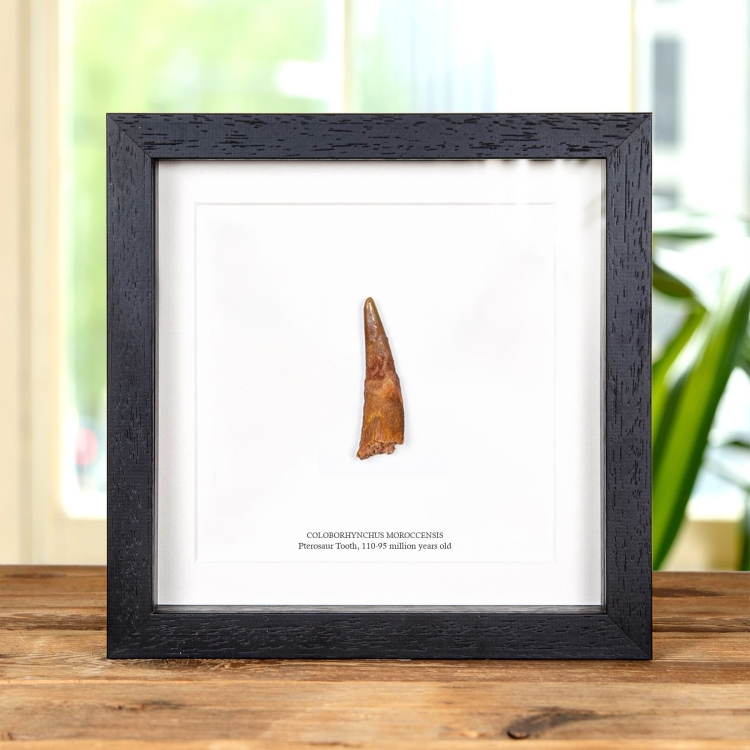 Pterosaur Dinosaur Tooth & Colour Illustration (Coloborhynchus moroccensis)