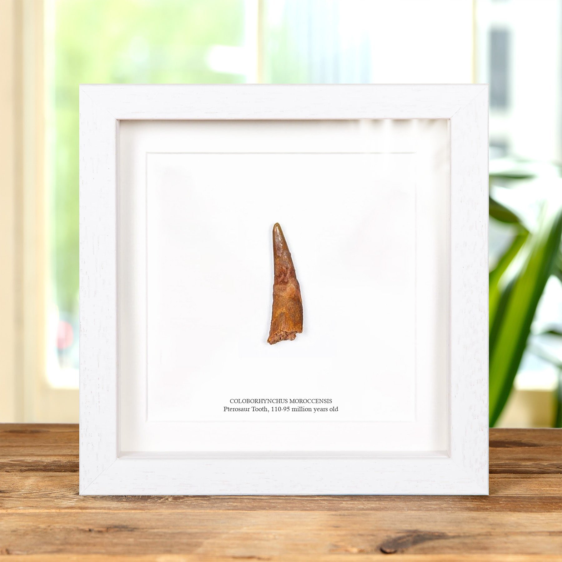 Minibeast Pterosaur Dinosaur Tooth & Colour Illustration (Coloborhynchus moroccensis)