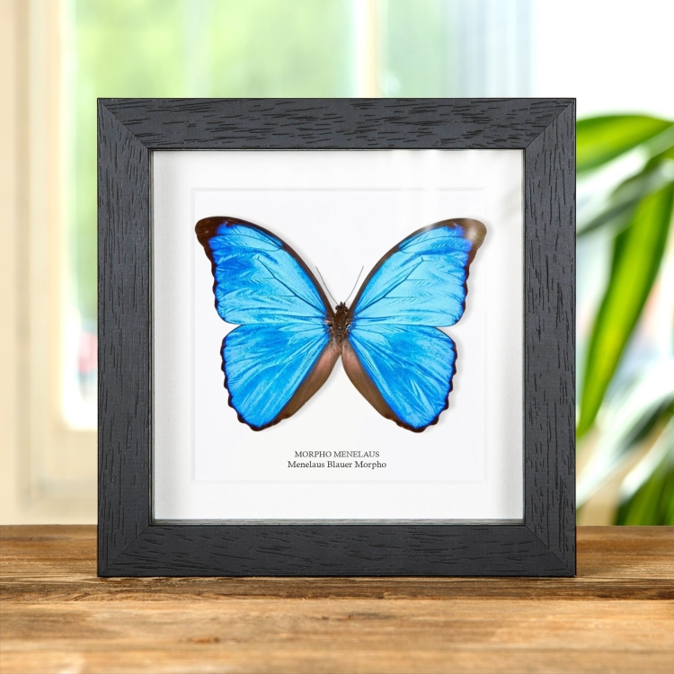 Menelaus Blauer Morpho Schmetterling im Rahmen (Morpho menelaus)