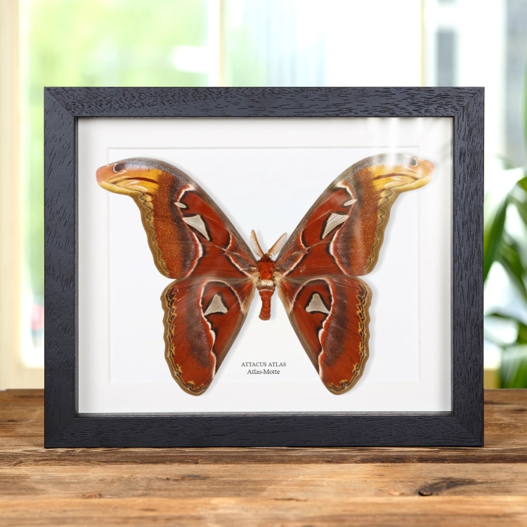 Atlas-Motte im Rahmen (Attacus atlas)