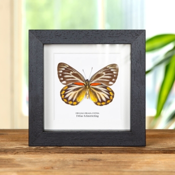 Weiblicher Delias-Schmetterling Ventrale Seite im Rahmen (Delias oraia lydia)
