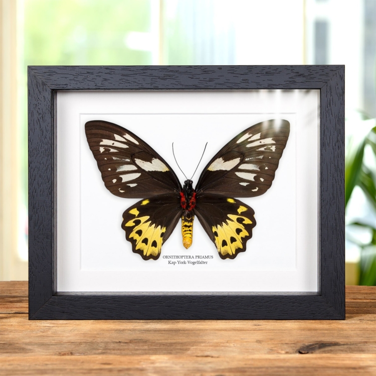 Weiblicher Cape York Vogelwing im Rahmen (Ornithoptera priamus)