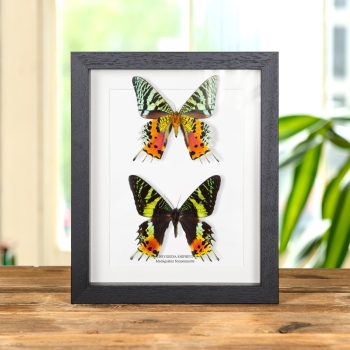 Doppelte Madagaskar Sonnenmotte (Chrysiridia rhipheus)