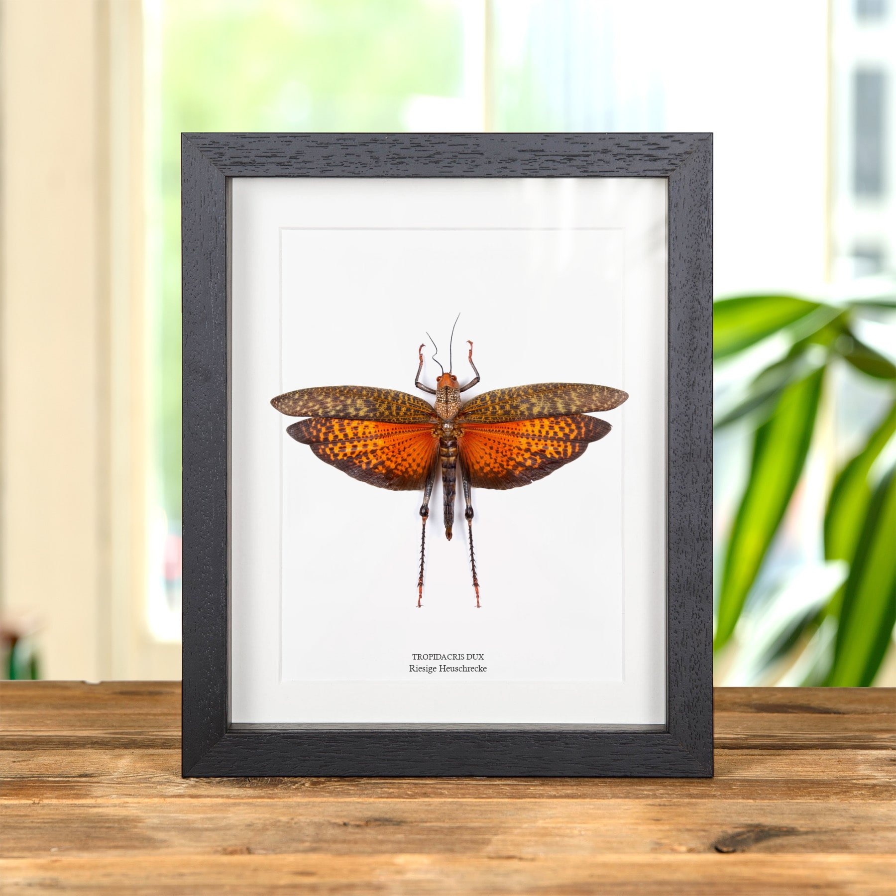 Minibeast Riesige Heuschrecke im Rahmen (Tropidacris dux)