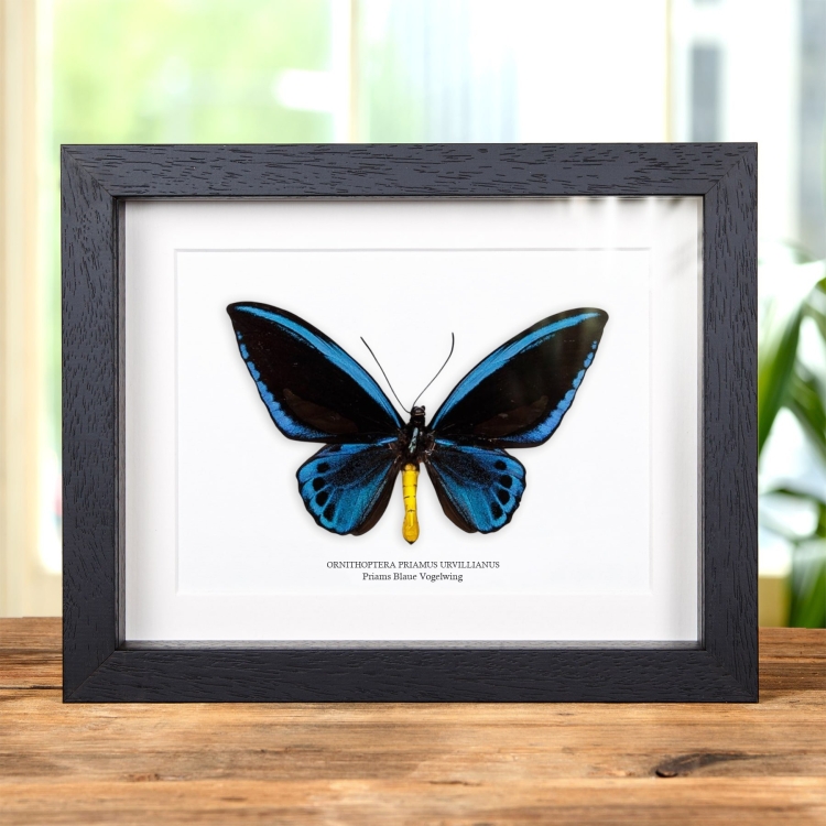 Priams Blaue Vogelwing im Rahmen (Ornithoptera priamus urvillianus)