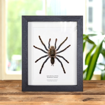 Kobaltblauer Tarantula im Rahmen (Haplopelma lividum)