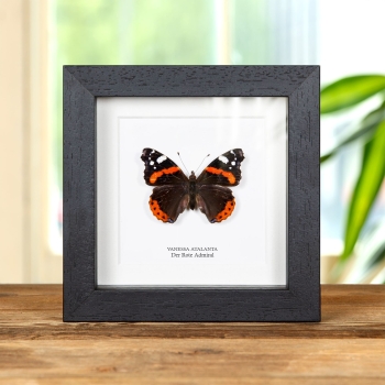 Der Rote Admiral im Rahmen (Vanessa atalanta)
