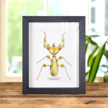 Teufelsblumenmantis im Rahmen (Idolomantis diabolica)