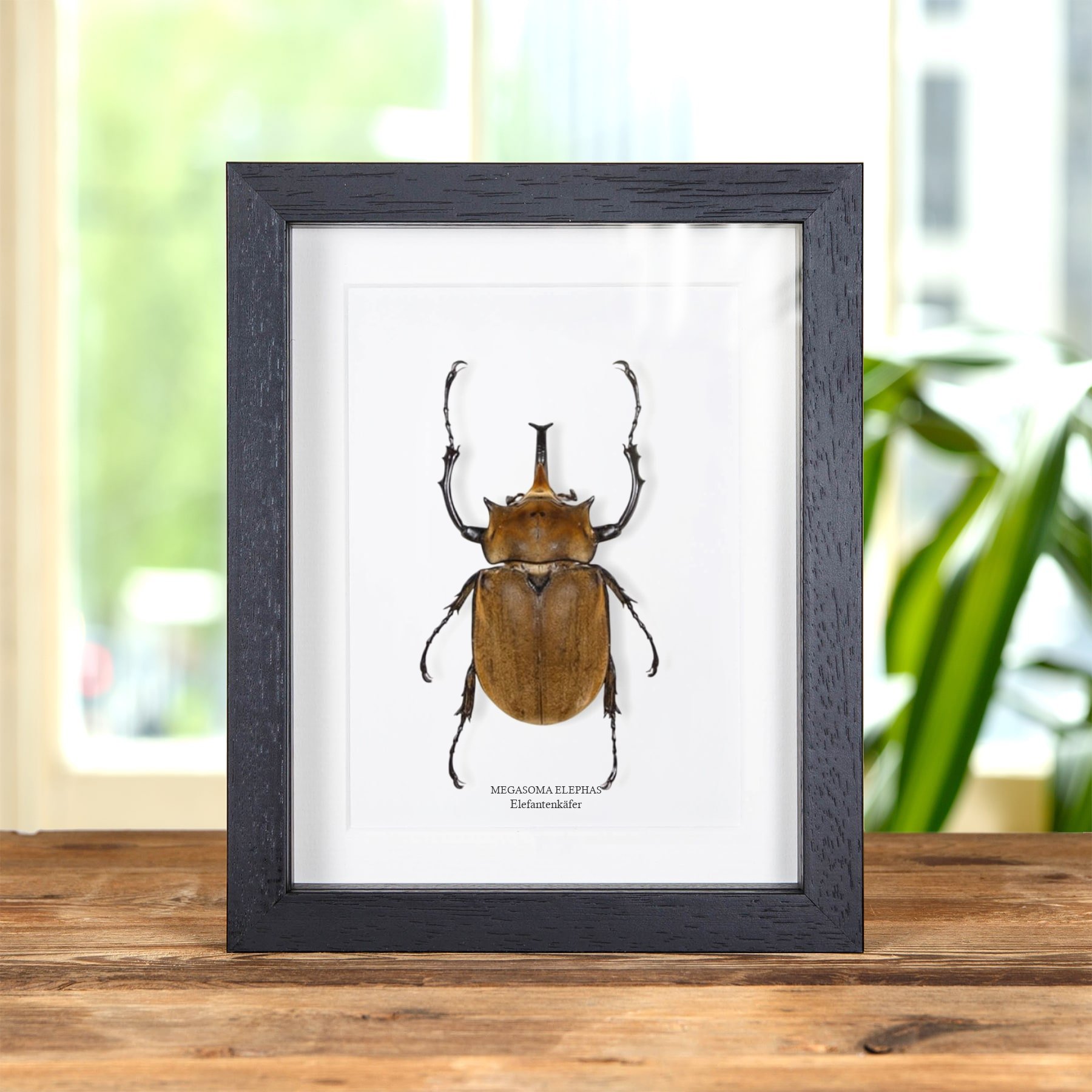 Minibeast Elefantenkäfer im Rahmen (Megasoma elephas)