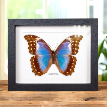 Weiblicher Riesenblauer Morpho-Schmetterling im Rahmen (Morpho didius)