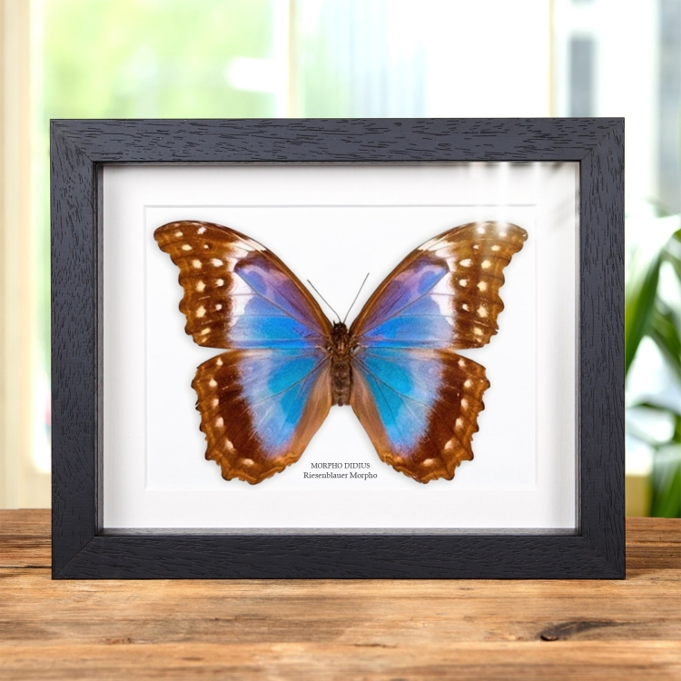 Weiblicher Riesenblauer Morpho-Schmetterling im Rahmen (Morpho didius)