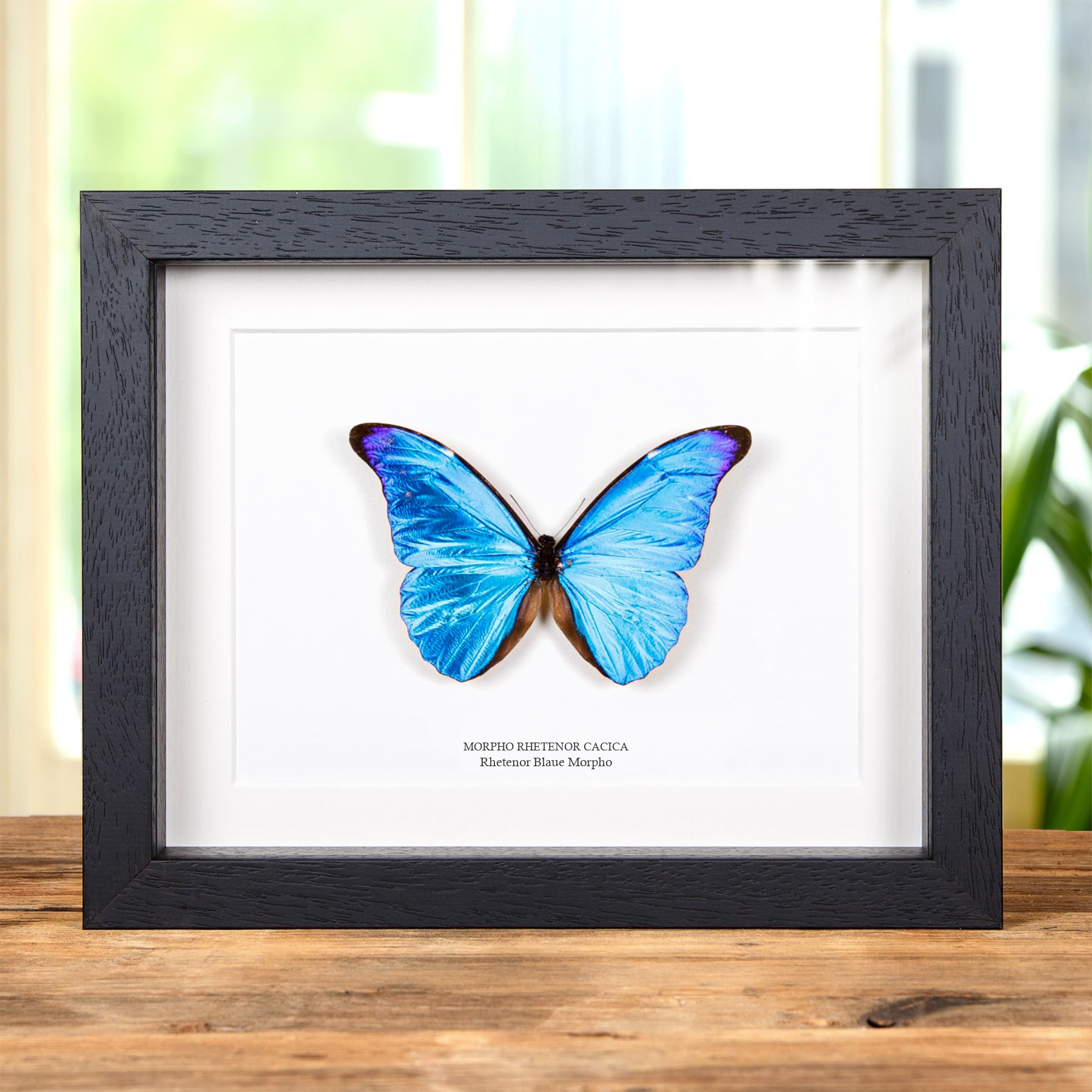 Minibeast Rhetenor Blauer Morpho Schmetterling im Rahmen (Morpho rhetenor cacica)