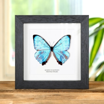 Sulkowsky'S Morpho-Schmetterling im Rahmen (Morpho sulkowskyi)