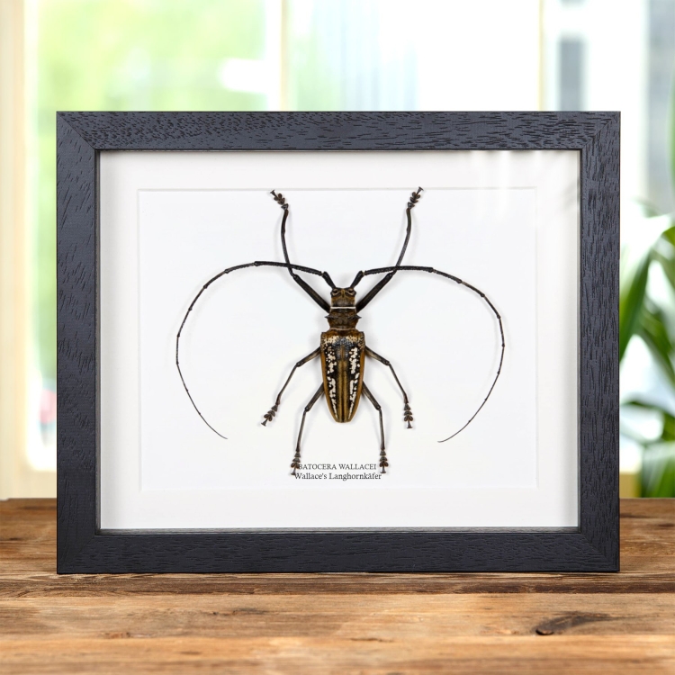 Wallace'S Langhornkäfer im Rahmen (Batocera wallacei)