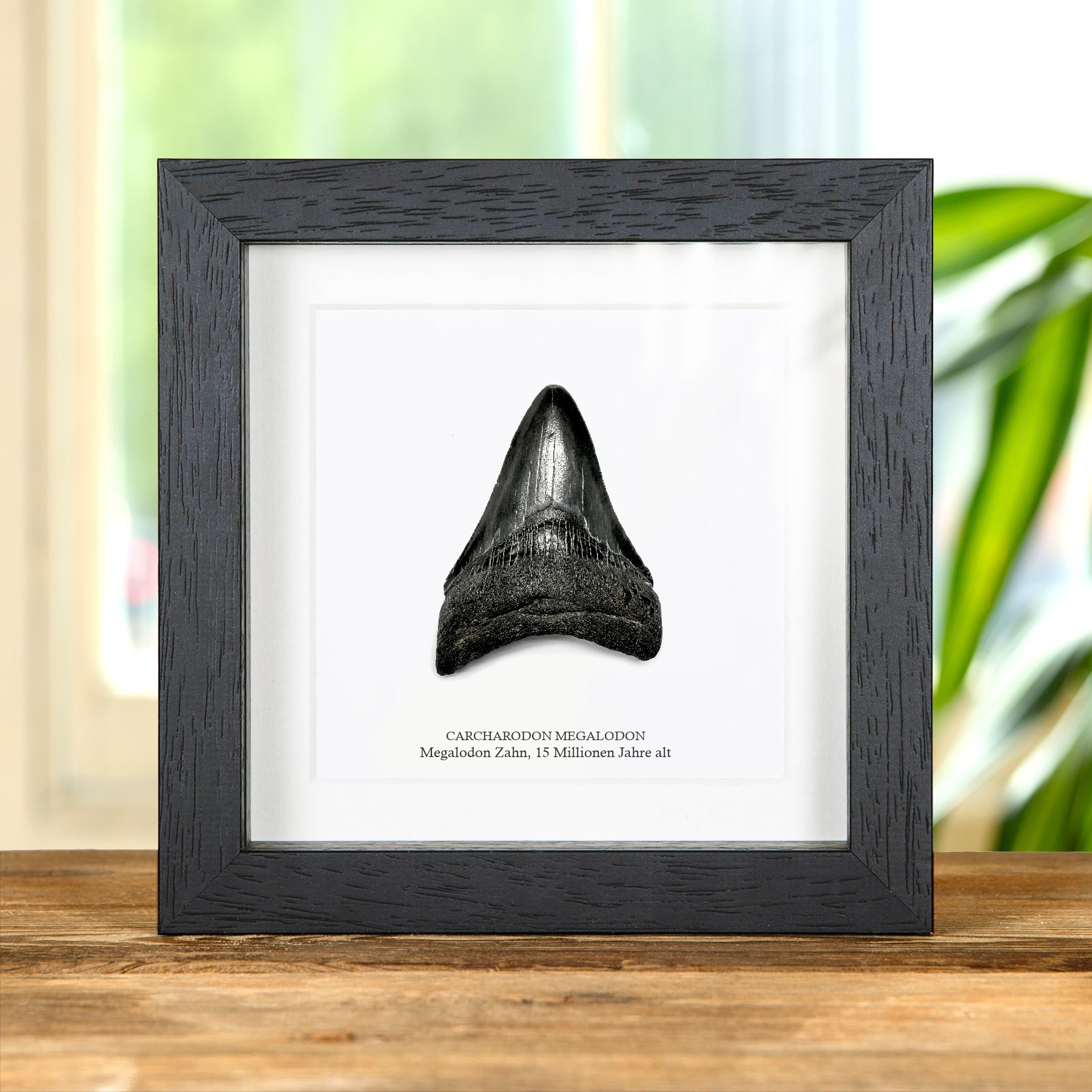 Minibeast 3 Zoll Schwarzer Megalodon Haifischzahn Fossilrahmen (Carcharodon megalodon)