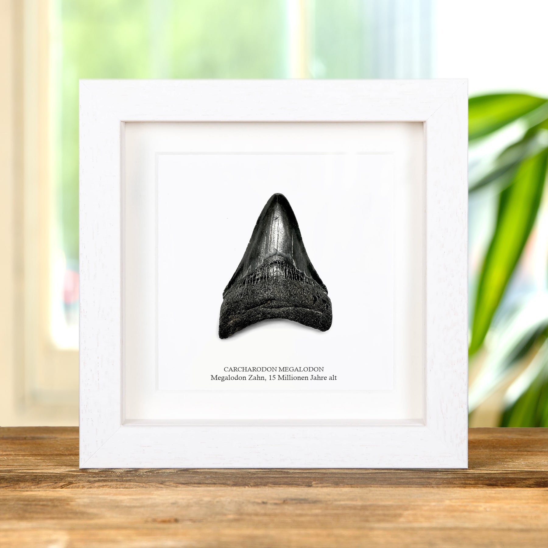 Minibeast 3 Zoll Schwarzer Megalodon Haifischzahn Fossilrahmen (Carcharodon megalodon)