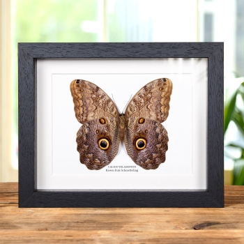 Riesen-Eule Schmetterling im Rahmen (Caligo telamonius)