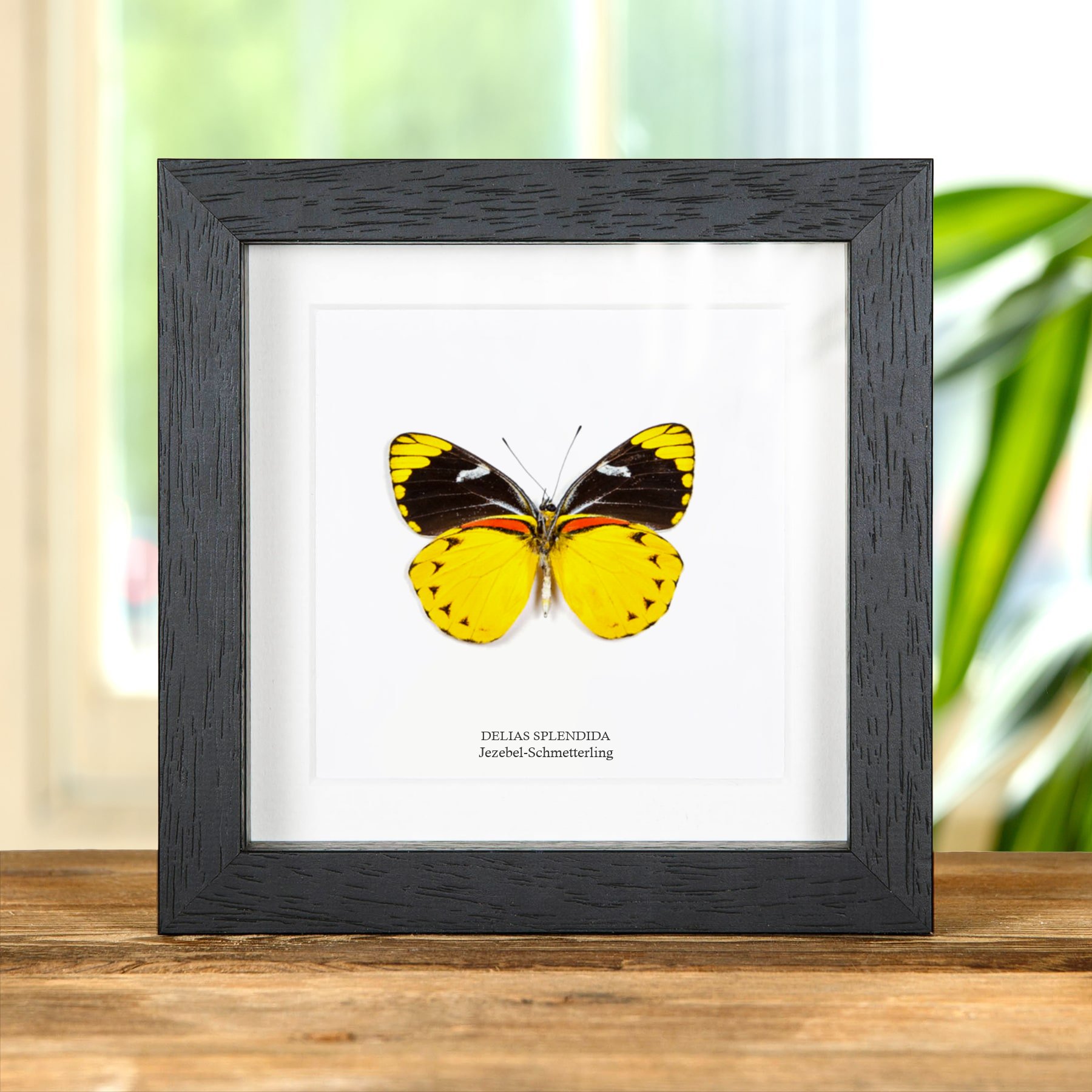 Minibeast Jezebel-Schmetterling im Rahmen (Delias splendida)