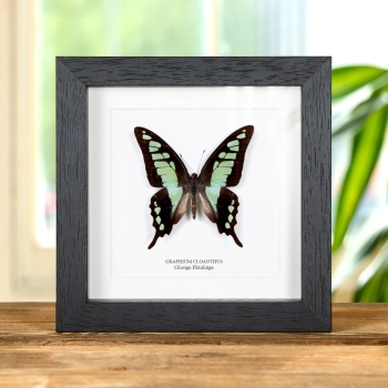 Glasiger Bluebottle-Schmetterling im Vitrinenrahmen (Graphium cloanthus)