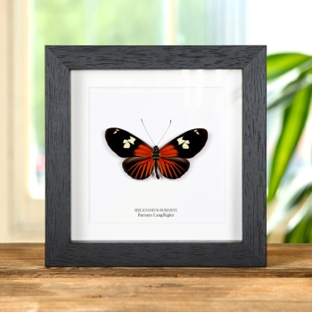 Burney'S Longwing-Schmetterling im Rahmen (Heliconius burneyi)
