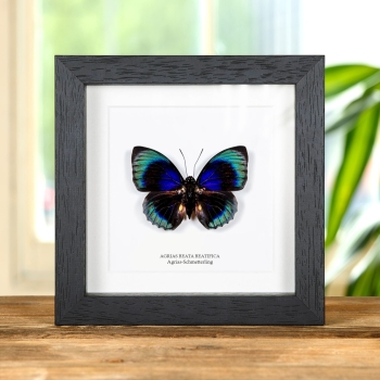 Agrias-Schmetterling im Vitrinenrahmen (Agrias beata beatifica)