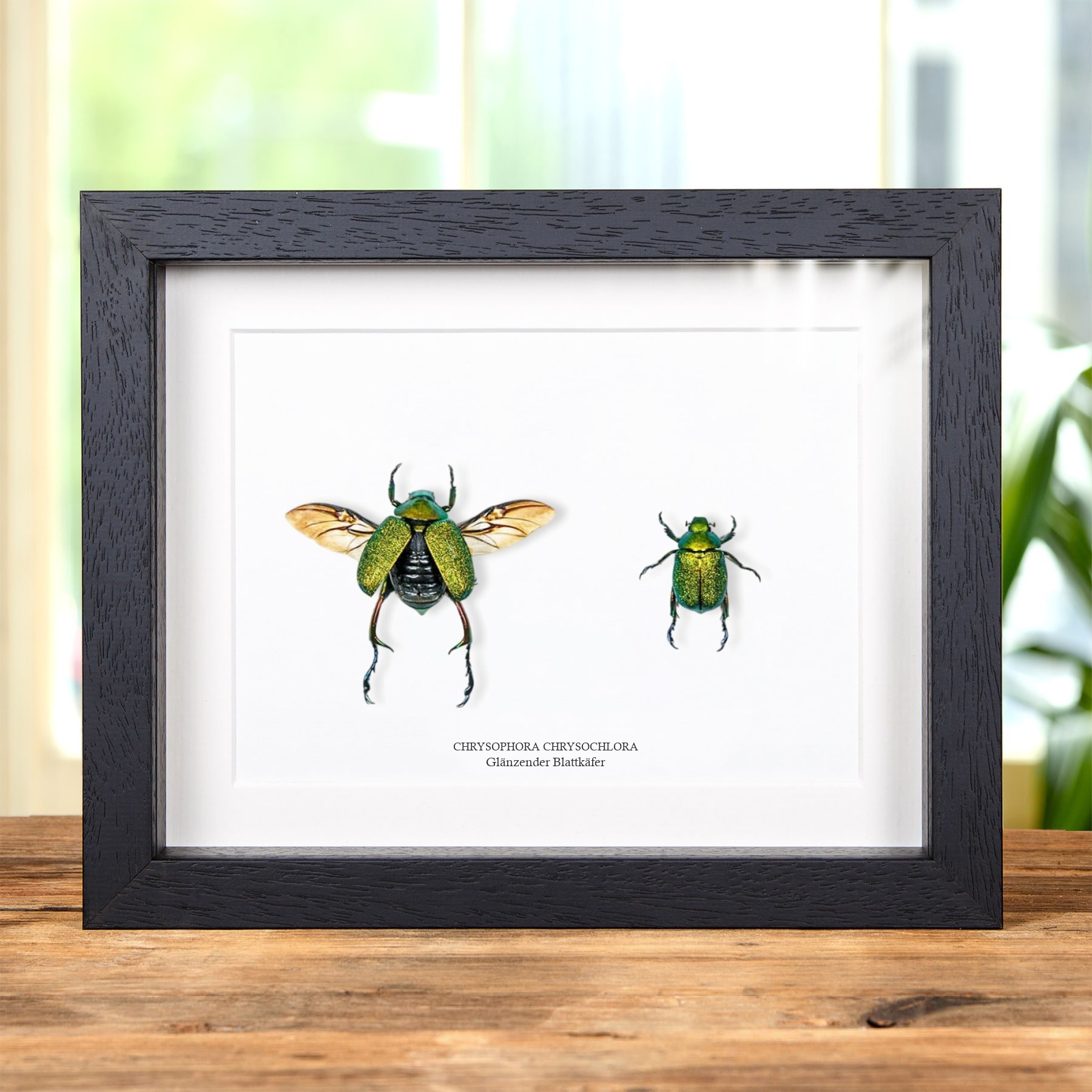 Minibeast Glänzender Blattkäfer Männchen & Weibchen Paar im Rahmen (Chrysophora chrysochlora)