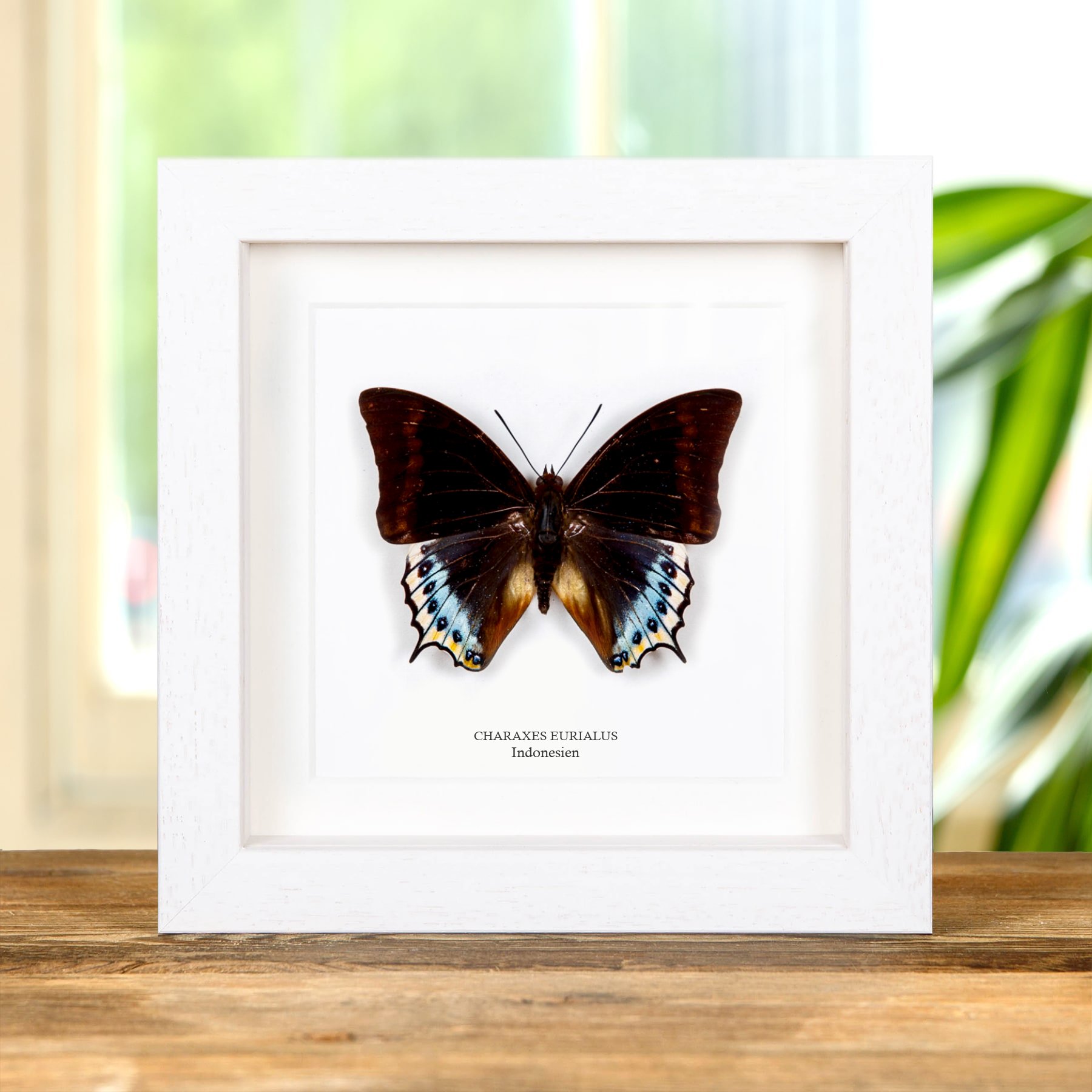 Minibeast Charaxes eurialus Schmetterling Im Rahmen Aus Indonesien