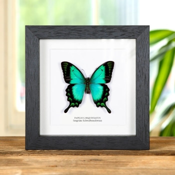 Meergrüner Schwalbenschwanz-Schmetterling im Vitrinenrahmen (Papilio lorquinianus)