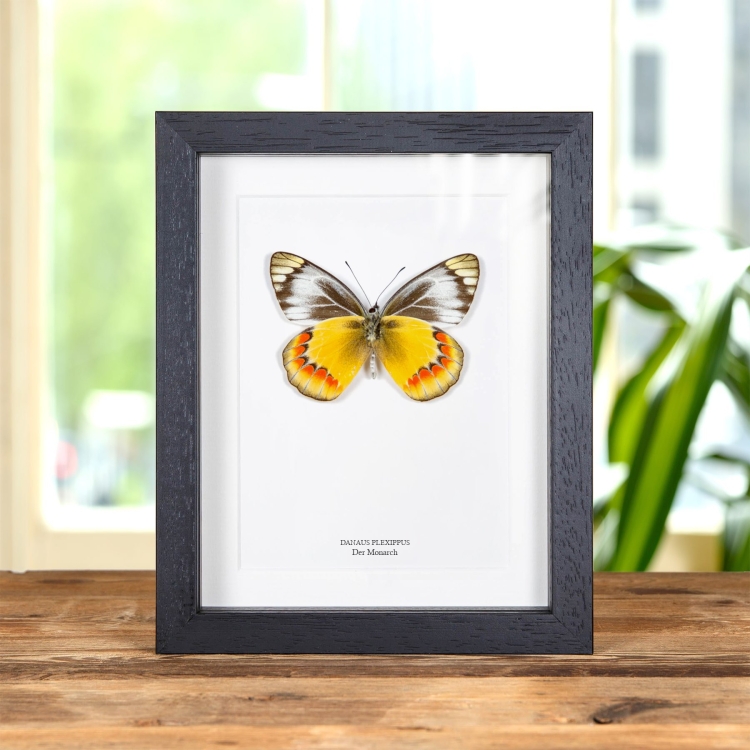 Monarch-Schmetterling Männchen &amp; Weibchen Paar im Rahmen (Danaus plexippus)