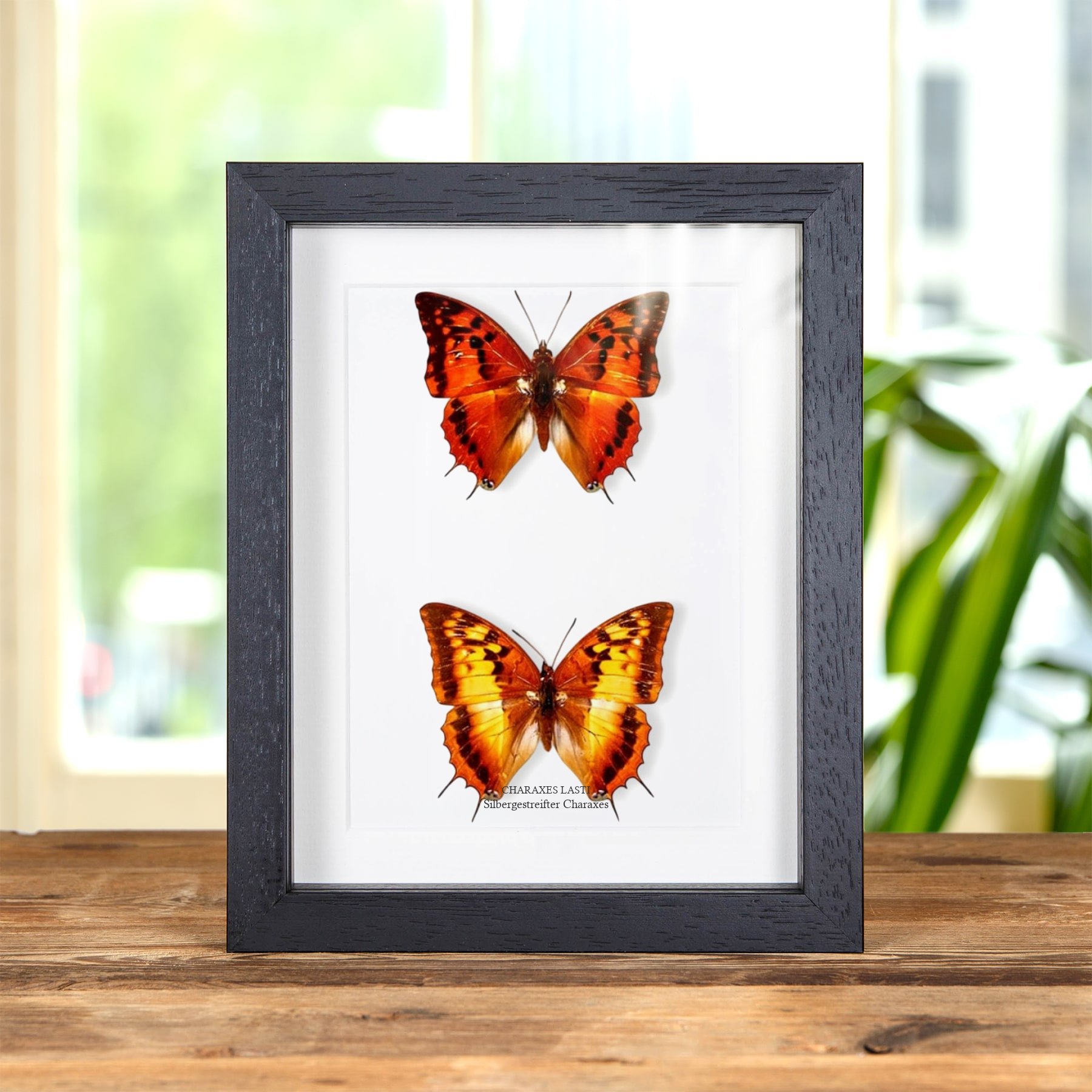 Minibeast Silbergestreifter Charaxes Schmetterling Männchen & Weibchen Paar im Rahmen (Charaxes lasti)