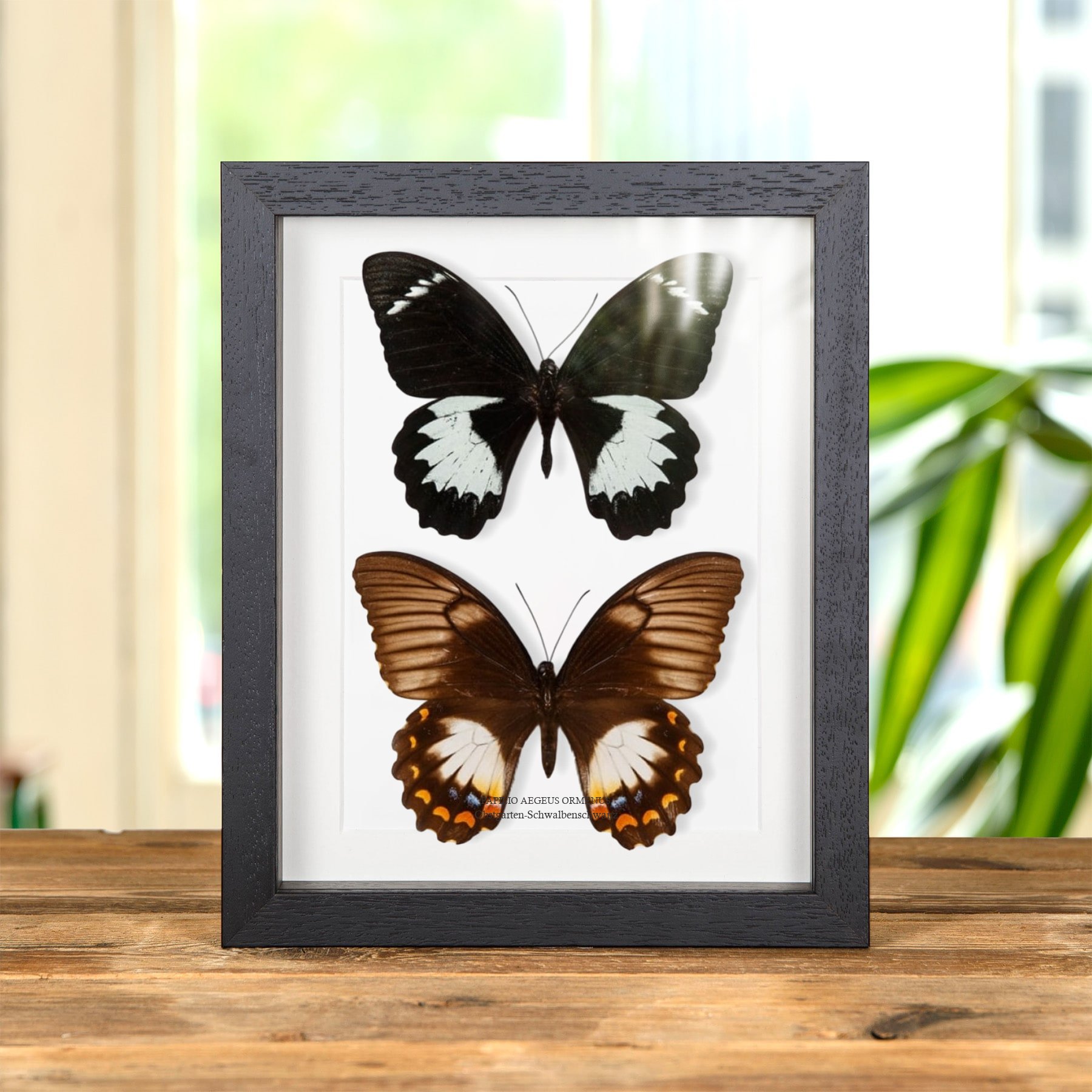 Minibeast Obstgarten-Schwalbenschwanz-Schmetterling Männchen & Weibchen Paar im Rahmen (Papilio aegeus ormenus)