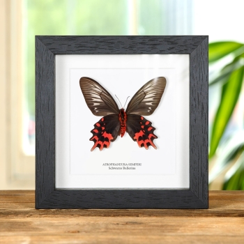 Weiblicher Schwarzer Ballerina Schmetterling Ventralseite im Rahmen (Atrophaneura semperi)