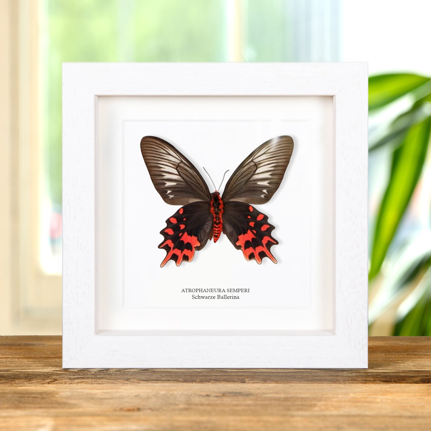 Minibeast Weiblicher Schwarzer Ballerina Schmetterling Ventralseite Im Rahmen (Atrophaneura semperi)