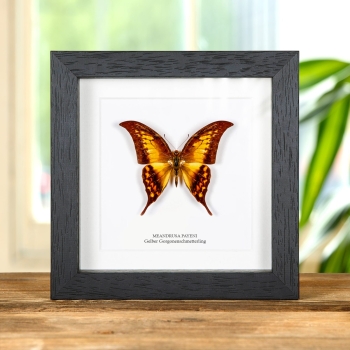 Gelber Gorgonenschmetterling im Rahmen (Meandrusa payeni)
