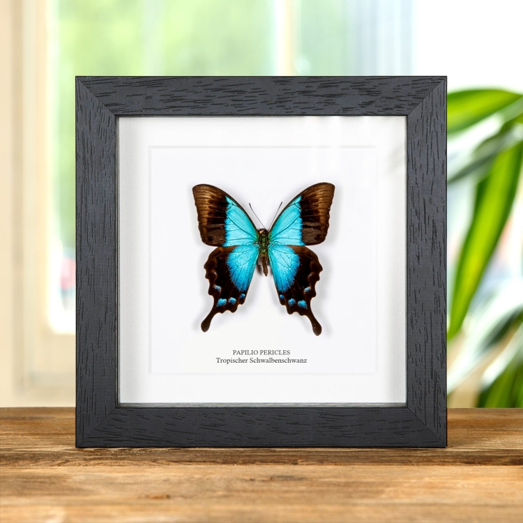 Tropischer Schwalbenschwanz im Rahmen (Papilio pericles)