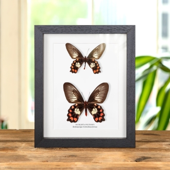 Rotkörperiger Schwalbenschwanz-Schmetterling, männlich &amp; weiblich im Vitrinenrahmen (Pachliopta polydorus)