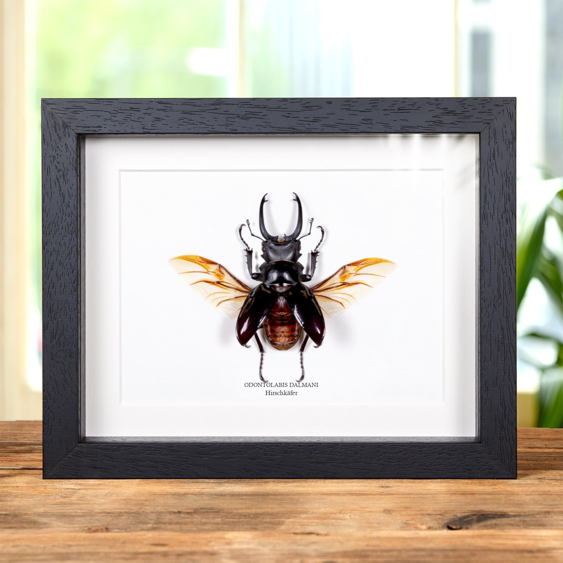 Minibeast Hirschkäfer im Rahmen (Odontolabis dalmani)