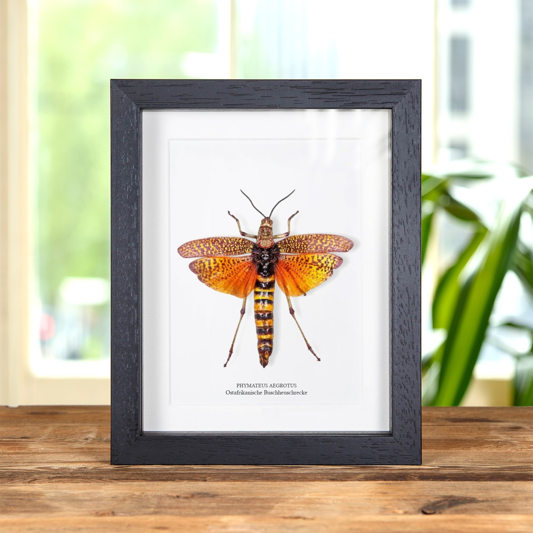 Minibeast Ostafrikanische Buschheuschrecke im Rahmen (Phymateus aegrotus)