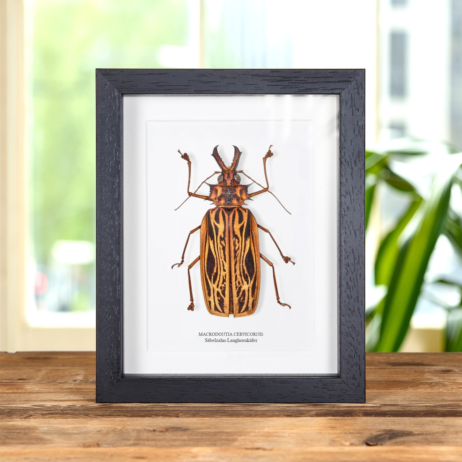 Minibeast Weiblicher Säbelzahn-Langhornkäfer im Rahmen (Macrodontia cervicornis)