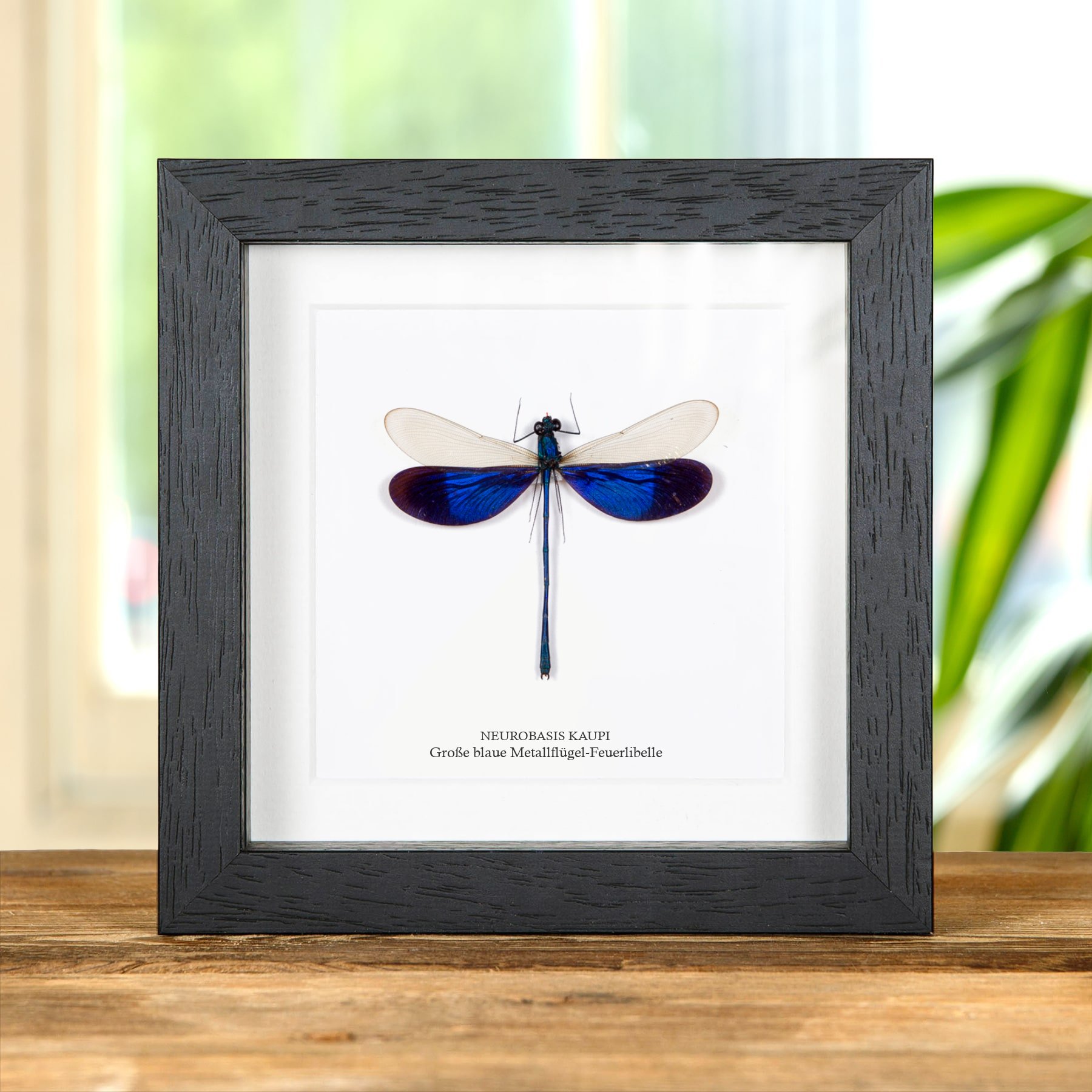 Minibeast Große Blaue Metallflügel-Feuchtlibelle im Rahmen (Neurobasis kaupi)