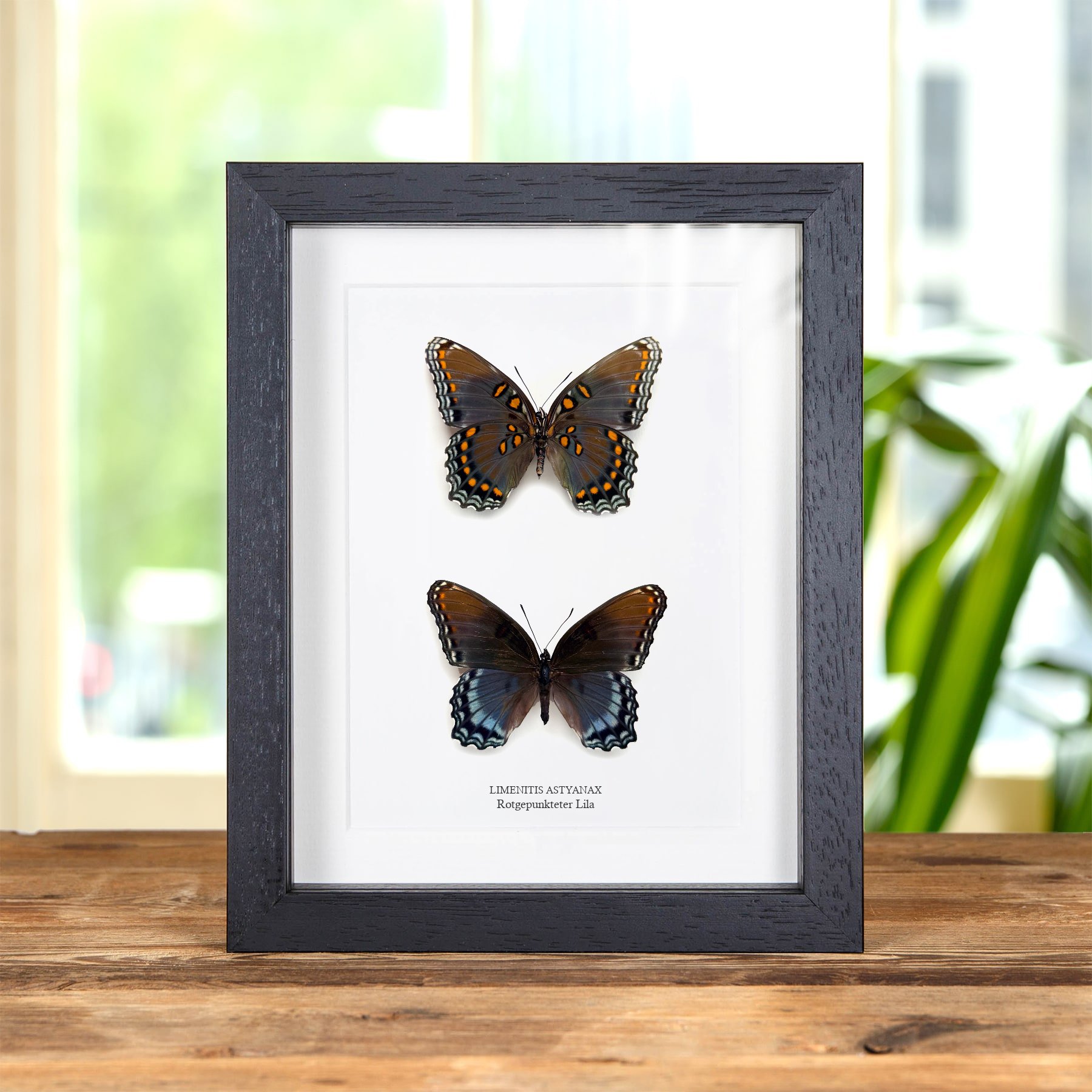Minibeast Rotgepunkteter Lila Schmetterling Männchen & Weibchen Paar im Rahmen (Limenitis astyanax)