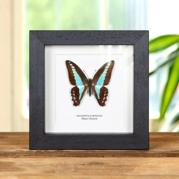 Blaue Dreiecksschmetterling im Rahmen (Graphium sarpedon)