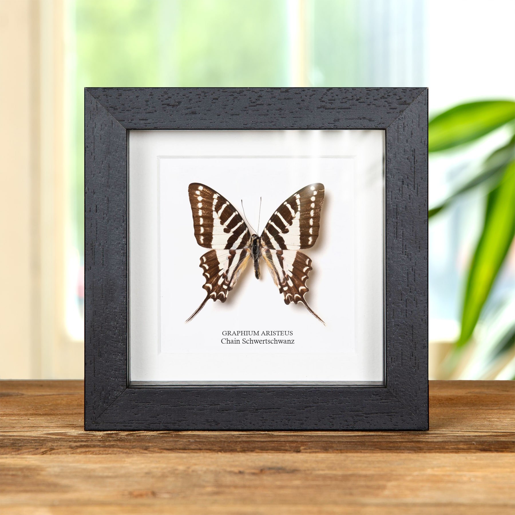 Minibeast ChaIn Schwertschwanz-Schmetterling im Rahmen (Graphium aristeus)