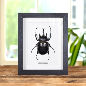 Schwarzer Nashornkäfer im Rahmen (Megasoma actaeon)
