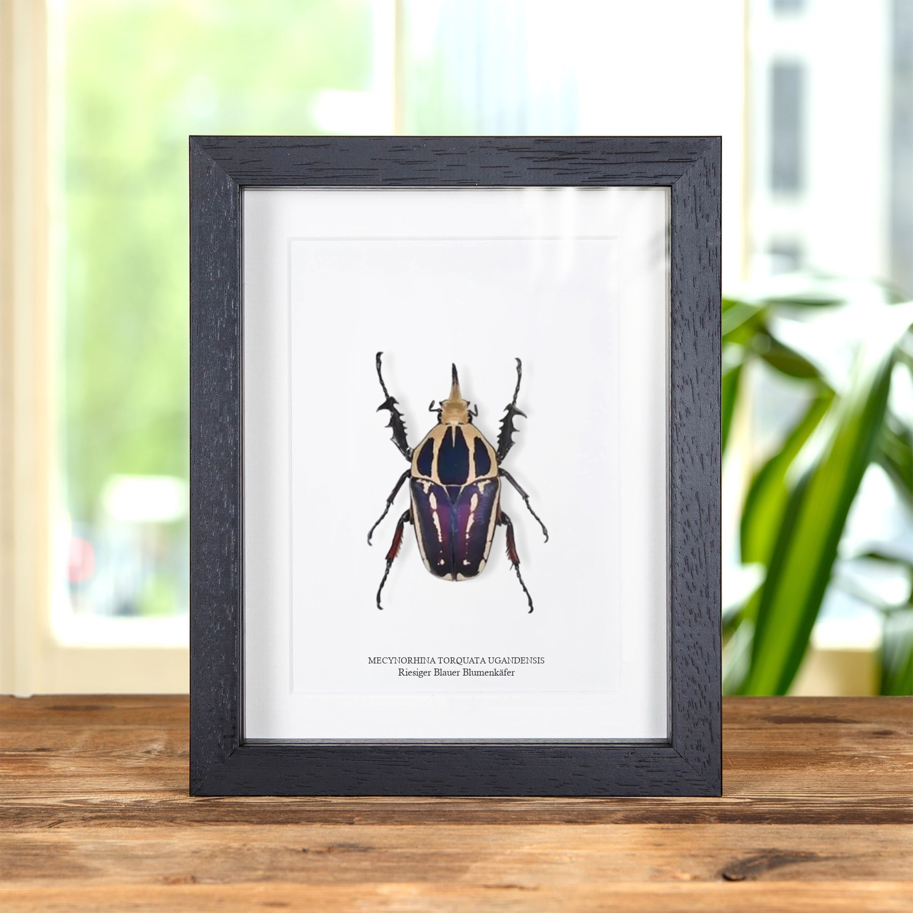 Minibeast Riesiger Blauer Blumenkäfer im Rahmen (Mecynorhina torquata ugandensis)
