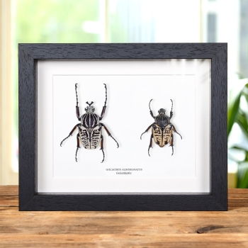 Goliathkäfer Männchen &amp; Weibchen Paar im Rahmen (Goliathus albosignatus)