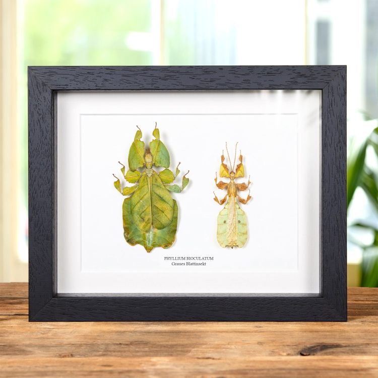 Graues Blattinsekt Männchen &amp; Weibchen Paar im Rahmen (Phyllium bioculatum)