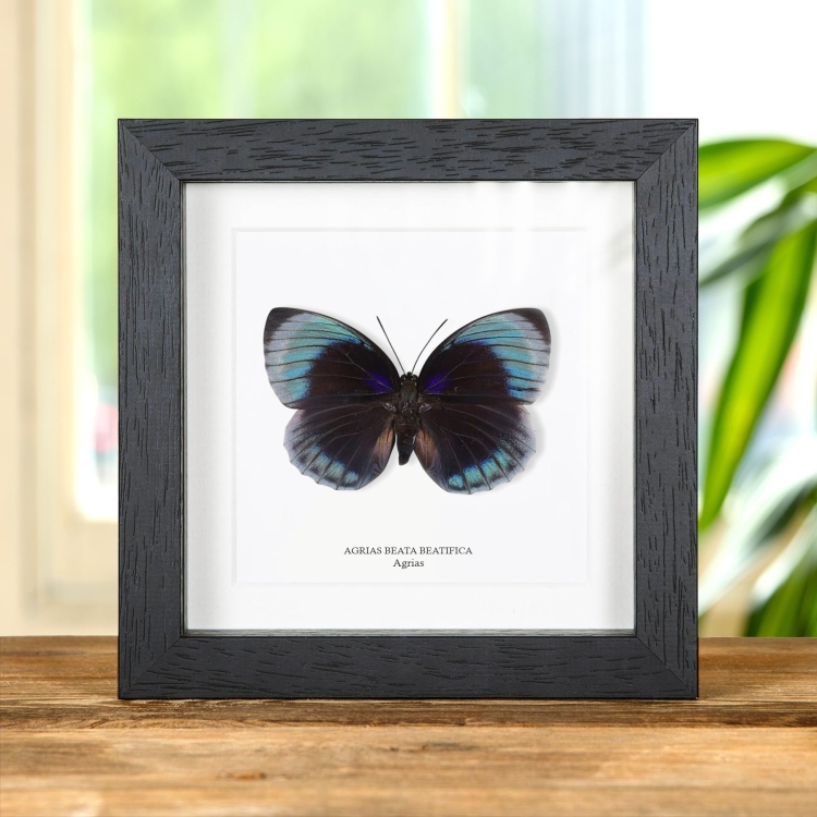 Weiblicher Agrias-Schmetterling im Rahmen (Agrias beata beatifica)
