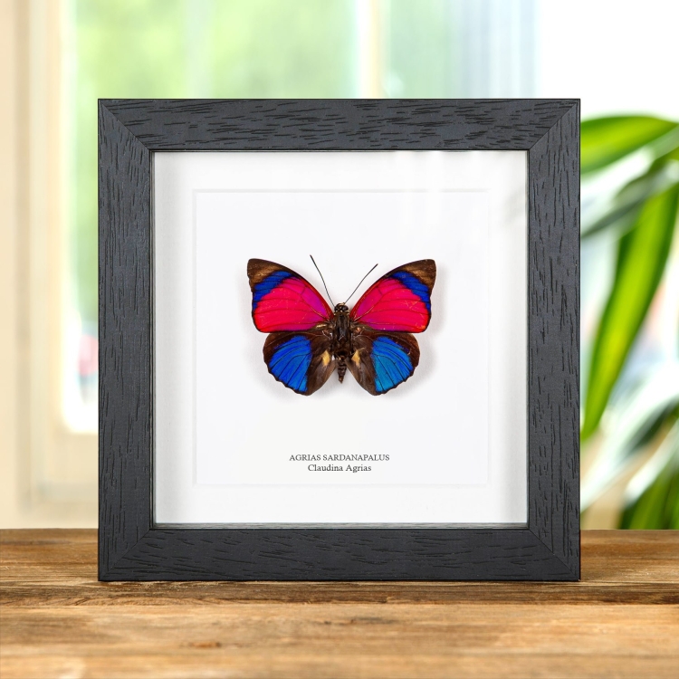 Claudina Agrias Schmetterling Im Rahmen (Agrias sardanapalus)
